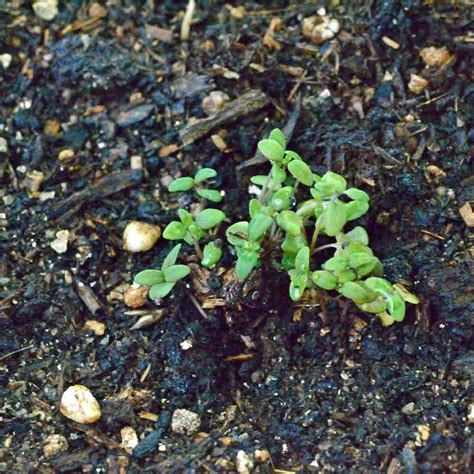 Heirloom English Thyme Seeds Terroir Seeds