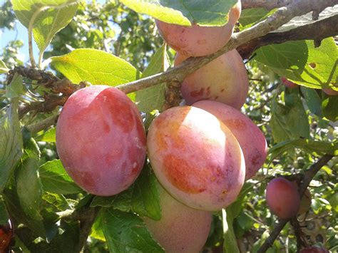 A Guide To Uk Plum Tree Varieties Polytunnel Gardening