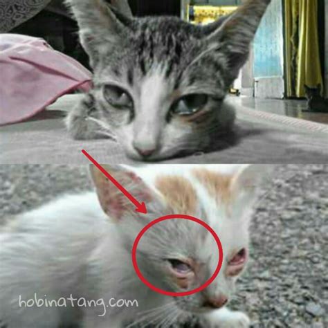 Jangan panik, pelajari 8 penyebab mata kucing tertutup selaput putih dari artikel ini. Penyebab dan Cara Mengatasi Mata Kucing Tertutup Selaput ...