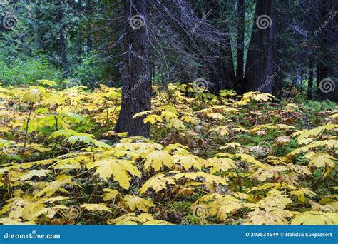 Retallack Cedars Trail Old Growth Forest Stock Image Image Of