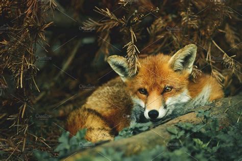 Fox Curled Up In Woodland Fox Red Fox Woodland