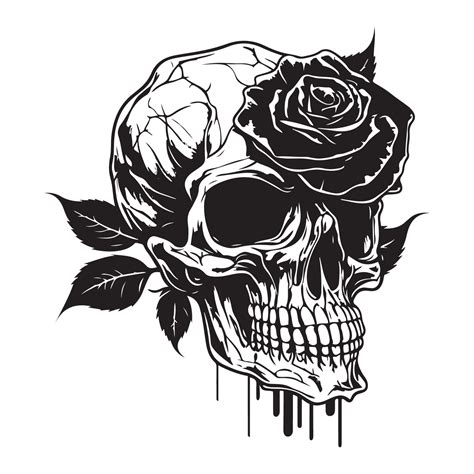 Skull With Rose Flower Black Outline Vector Human Skull With Rose Sketch Drawing Tattoo Vector