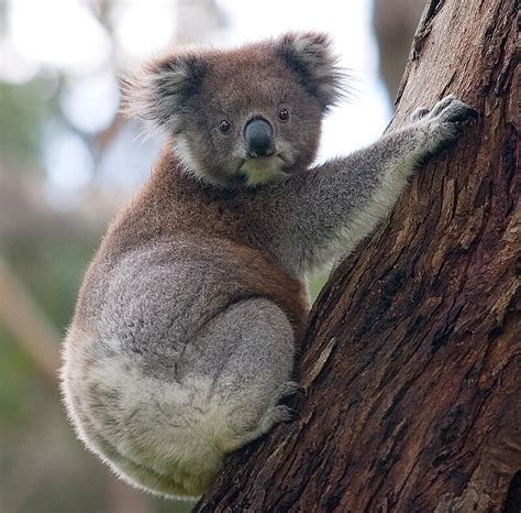 Koala Wikipedia