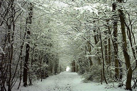 Two Walks In Winter Winter Woods By Sonoma Scent Studio