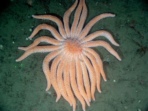 Science Explainer Deep Sea Sea Stars On The Hunt Bay Nature