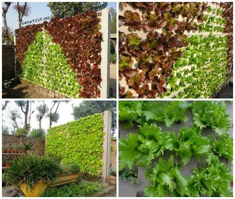 Edible Lettuce Wall Vertical Garden Growing Food Garden Styles