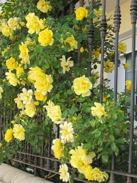 Golden Showers Climbing Roses Yellow Climbing Rose Flowering Shrubs