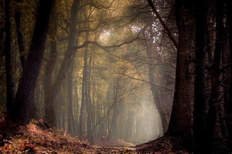 Nature Landscape Spring Forest Path Mist Morning Trees Sunlight