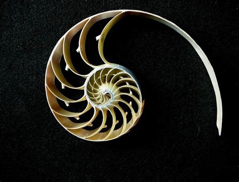 Nautilus Section Fibonacci Fibonacci Art Sacred Geometry Tattoo