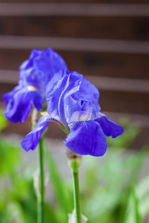 Two Blue Iris Flowers Closeup On Garden Background Stock Image Image