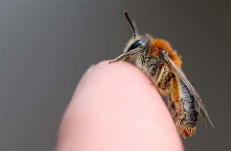 This Beautiful Creature Is A Female Andrena Haemorrhoa One Of The Uk