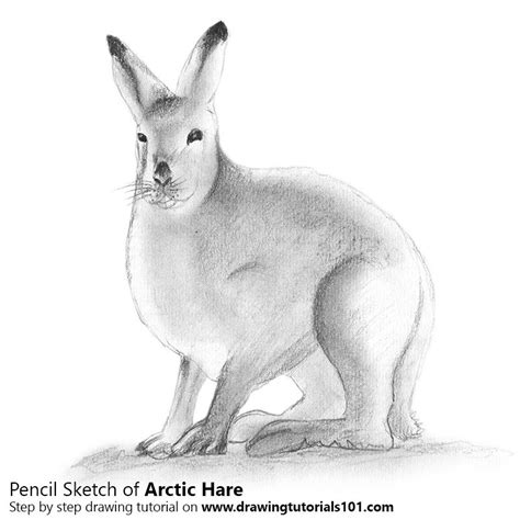 Stock Art Drawing Of A Snowshoe Hare Ubicaciondepersonascdmxgobmx