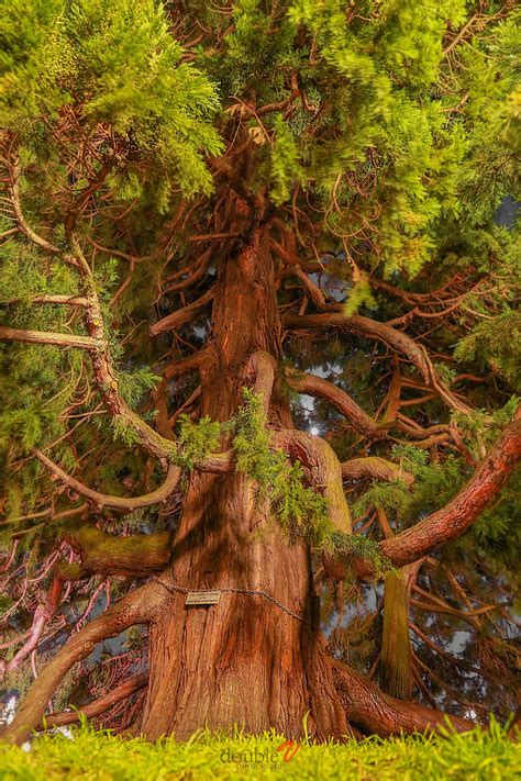 Coastal Redwood Árboles Viejos Fotografía De árboles Árboles Extraños