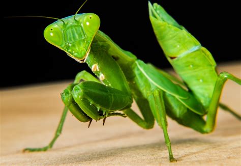 Free Images Green Praying Mantis Insect Fauna Invertebrate Close