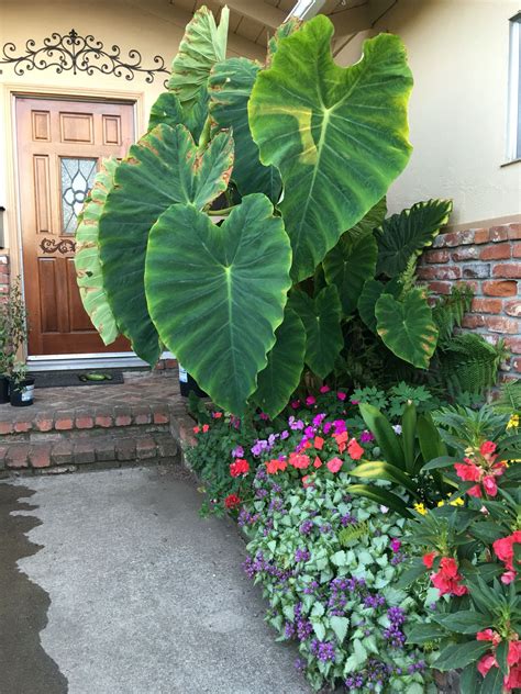 Dramatic Effect With The Elephant Ears In Planter Tropical Plant