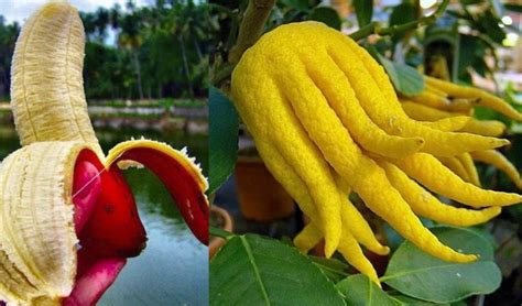 13 Unique And Rare Indian Fruits That Will Amaze Your Eyes