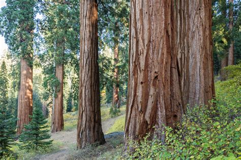 Conservation Group Buys Worlds Largest Privately Owned Giant Sequoia