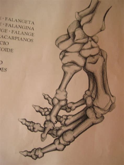 Hand Bones Drawing At Getdrawings Free Download