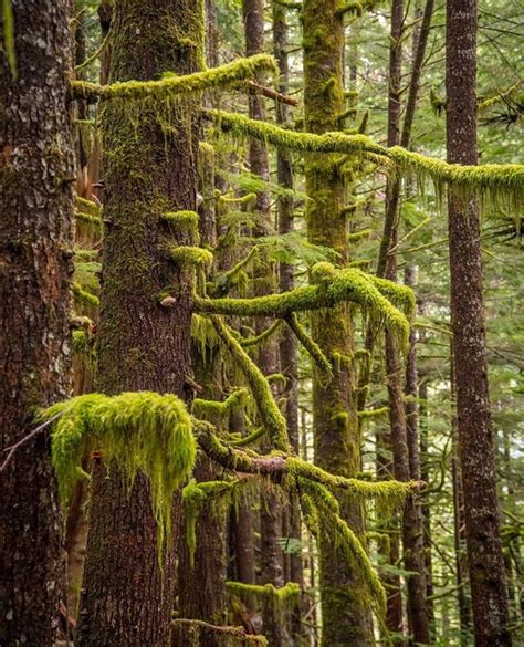 I Love Exploring The Mossy Forests Of Bc The Brilliant Green Moss