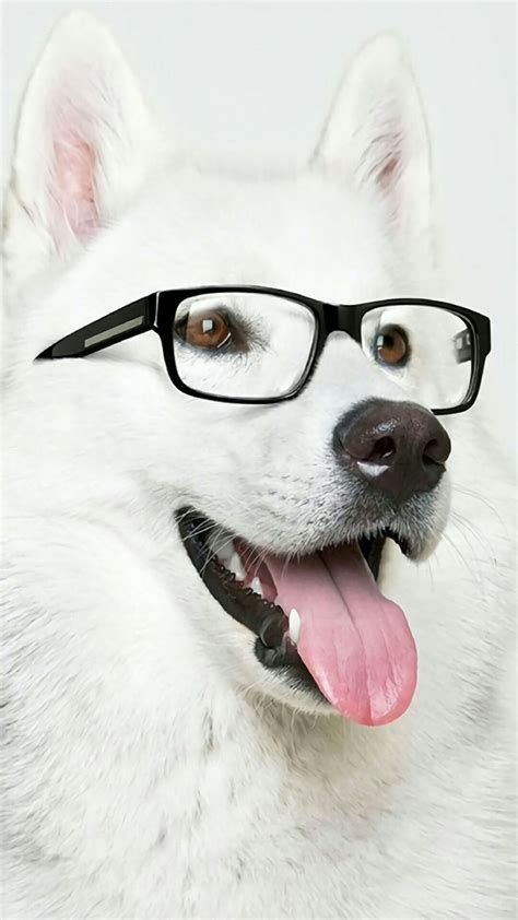 Pin By Sachira Choudhary On Dogs And Pups Cute White Dogs Dog Glasses