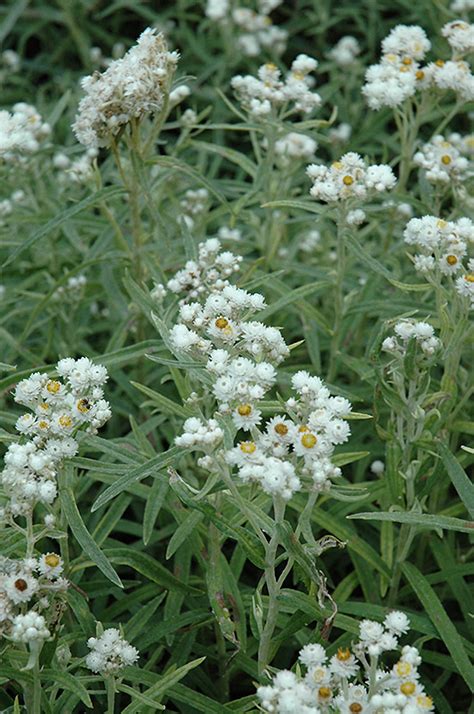 Pearly Everlasting Anaphalis Margaritacea In Issaquah Seattle
