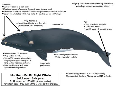 Knowing Right From Wrong North Pacific Right Whale The Marine