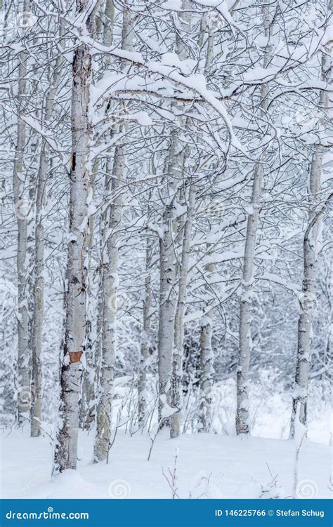 Snow Covered Aspen Trees Canadian Winter Landscapes Stock Photo