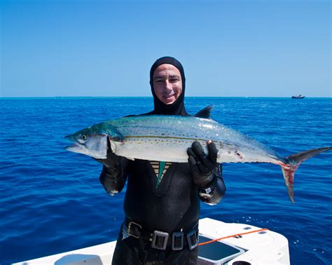 World Record Cero Mackerel Key West Spearfishing Reports Pictures