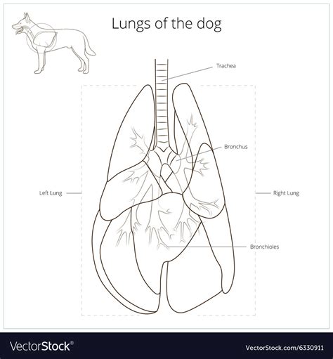 Lungs Of The Dog Royalty Free Vector Image Vectorstock