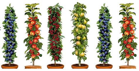 Grow Your Own Orchard 6 Pillar Fruit Trees For £2499 At Gogroopie