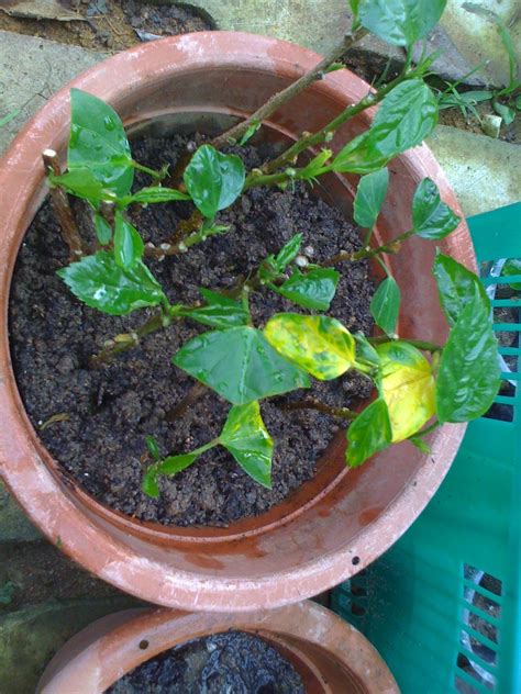 We did not find results for: Gardening Dream Inspire: Hibiscus Propagation