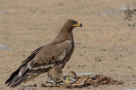 Steppe Eagle Aquila Nipalensis Outskirts Of Bikaner Rajasthan India