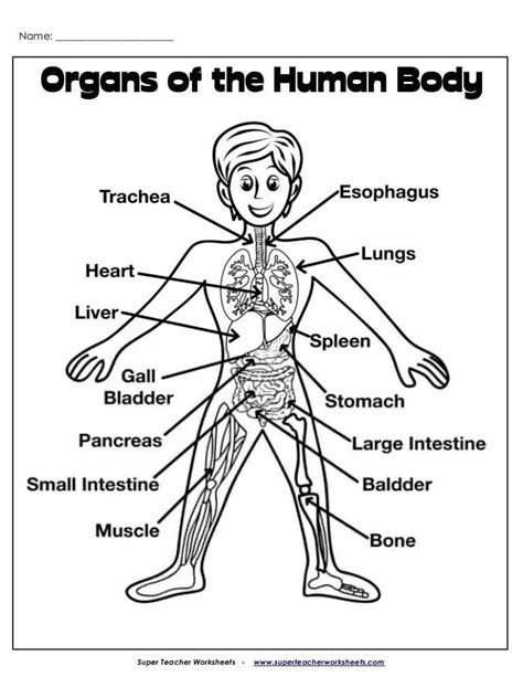 The Ultimate Guide Diagram Of Labeled Human Body Organs