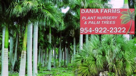 Dania Farms Palm Tree Farm And Plant Nursery Broward Dade Miami