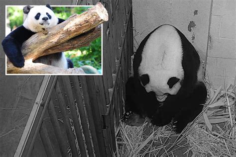 National Zoos Giant Panda Mei Xiang Gives Birth To Miracle Cub
