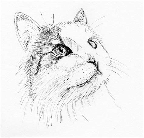 Ginger Ink By Cchersin On Deviantart Cat Art Ink Art