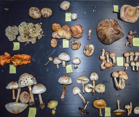 How To Identify Psilocybin Mushrooms
