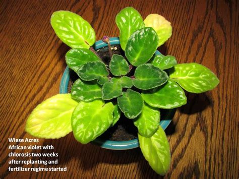 Are your african violet leaves collapsing over the edge of the pot? Wiese Acres: Chlorosis in African Violets