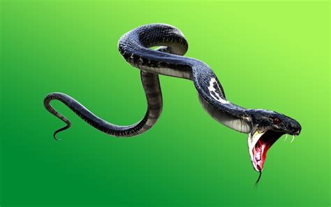 Serpent Royal De Cobra 3d Le Plus Long Serpent Venimeux Du Monde