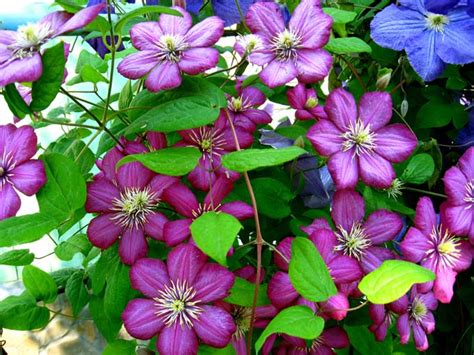 Clematis is a vigorous vine covered with a profusion of large flowers in almost any color you desire, with varieties that bloom at different times of year from spring to fall. Best Flowering Vines For the Northern US - Gardener's Path