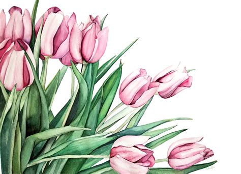 Pink Tulips Original Watercolor Esther Beler Wodrich