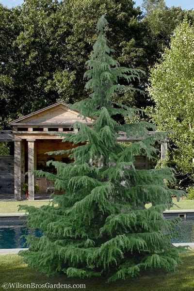 Buy Deodar Himalayan Cedar Tree Free Shipping For Sale Online From