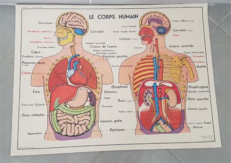 Ecole FMR 1000 Affiches Scolaires Anatomie Du Corps Humain 1960