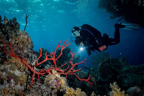 Elphinstone Reef Dive Site Red Sea Diving Safari