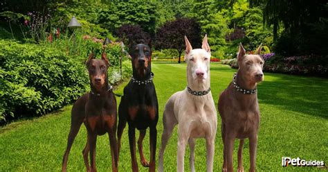 Rare Doberman Pinscher Colors Which Type Is Right For You