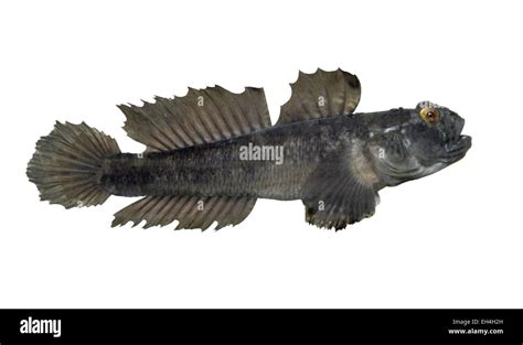 Black Goby Hi Res Stock Photography And Images Alamy