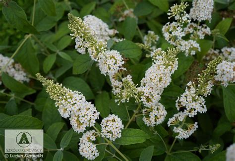 Buddleja Butterfly White Pbr Budleja Butterfly White