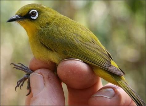 5 Jenis Burung Pleci Yang Bagus Untuk Dilombakan [ Gambar] Dunia Fauna