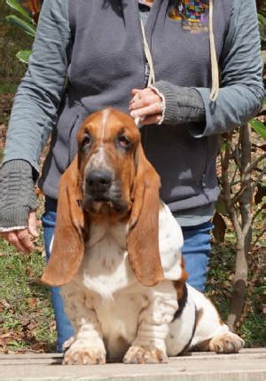 • click on underlined words to see their basset hound puppies for sale. CORKEY BASSET HOUNDS