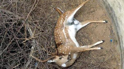 Spotted Deer Found Dead The Hindu